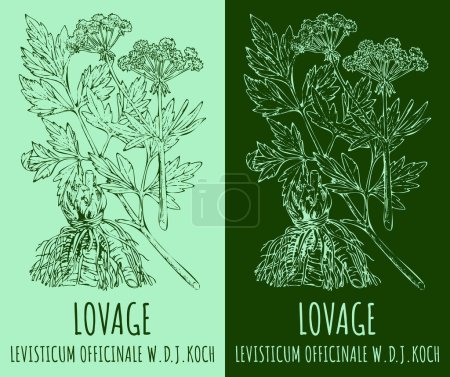 Illustration for Vector drawings LOVAGE. Hand drawn illustration. Latin name LEVISTICUM OFFICINALE W.D.J.KOCH. - Royalty Free Image
