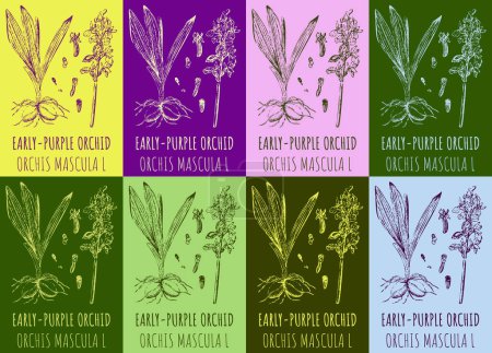 Illustration for Set of vector drawing of EARLY-PURPLE ORCHID in various colors. Hand drawn illustration. Latin name ORCHIS MACULATA L. - Royalty Free Image