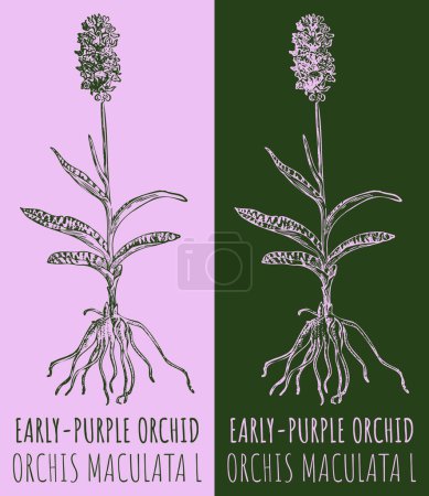 Illustration for Vector drawings EARLY-PURPLE ORCHID. Hand drawn illustration. Latin name ORCHIS MACULATA L. - Royalty Free Image