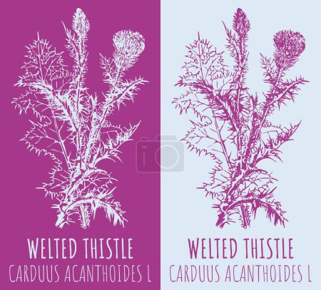 Illustration for Vector drawings WELTED THISTLE. Hand drawn illustration. Latin name CARDUUS ACANTHOIDES L. - Royalty Free Image