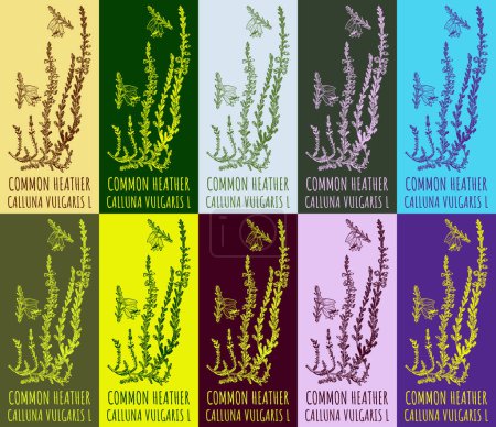 Illustration for Set of vector drawing of COMMON HEATHER in various colors. Hand drawn illustration. Latin name CALLUNA VULGARIS L. - Royalty Free Image