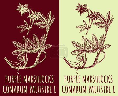 Illustration for Vector drawings PURPLE MARSHLOCKS. Hand drawn illustration. Latin name COMARUM PALUSTRE L. - Royalty Free Image