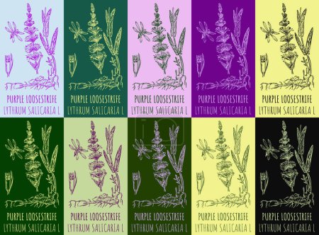 Illustration for Set of vector drawing of PURPLE LOOSESTRIFE in various colors. Hand drawn illustration. Latin name LYTHRUM SALICARIA L. - Royalty Free Image