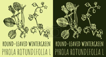 Illustration for Vector drawings ROUND-LEAVED WINTERGREEN. Hand drawn illustration. Latin name PYROLA ROTUNDIFOLIA L. - Royalty Free Image