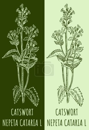 Illustration for Vector drawings CATSWORT. Hand drawn illustration. Latin name NEPETA CATARIA L. - Royalty Free Image