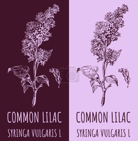 Illustration for Vector drawings COMMON LILAC. Hand drawn illustration. Latin name SYRINGA VULGARIS L. - Royalty Free Image