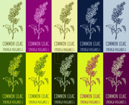 Illustration for Set of vector drawing of COMMON LILAC in various colors. Hand drawn illustration. Latin name SYRINGA VULGARIS L. - Royalty Free Image