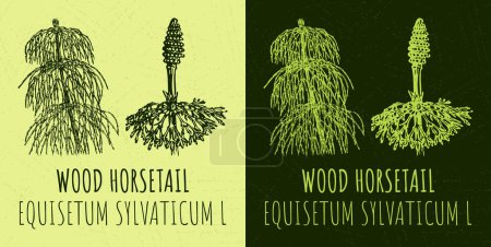 Illustration for Vector drawings WOOD HORSETAIL. Hand drawn illustration. Latin name EQUISETUM SYLVATICUM L. - Royalty Free Image