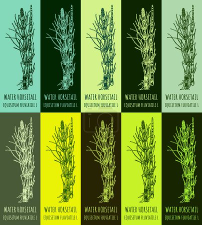 Illustration for Set of vector drawing of WATER HORSETAIL in various colors. Hand drawn illustration. Latin name EQUISETUM FLUVIATILE L. - Royalty Free Image