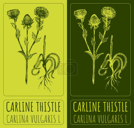 Vector drawings CARLINE THISTLE. Hand drawn illustration. Latin name CARLINA VULGARIS L.