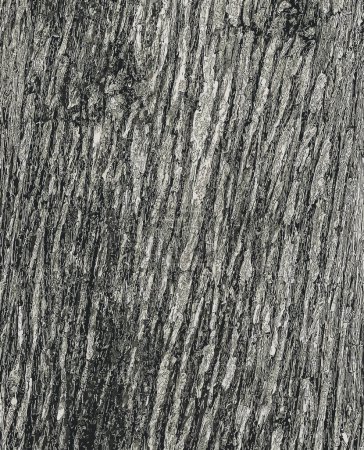 Illustration for Vector illustration of Texture of Juniperus virginiana bark. Old juniper tree skin background. - Royalty Free Image