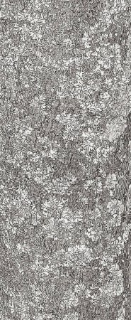 Ilustración de Ilustración vectorial de la textura del fondo de la corteza de Asimina triloba - Imagen libre de derechos
