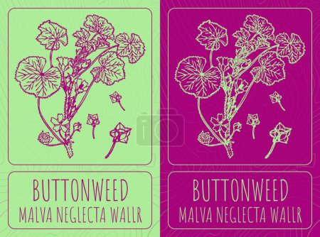 Illustration for Vector drawings BUTTONWEED. Hand drawn illustration. Latin name MALVA NEGLECTA WALLR. - Royalty Free Image
