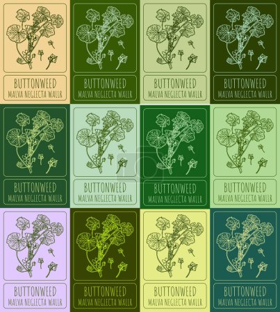 Illustration for Set of vector drawing of BUTTONWEED in various colors. Hand drawn illustration. Latin name MALVA NEGLECTA WALLR. - Royalty Free Image