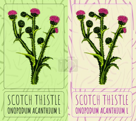 Illustration for Vector drawings SCOTCH THISTLE. Hand drawn illustration. Latin name Onopordum acanthium L. - Royalty Free Image