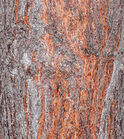 Illustration for Vector illustration of Pinus bark close-up. The texture of the trunk of Pinus sylvestris L. Background from living wood. Forest nature skin. - Royalty Free Image