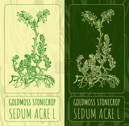 Illustration for Vector drawings GOLDMOSS STONECROP. Hand drawn illustration. Latin name SEDUM ACRE L. - Royalty Free Image