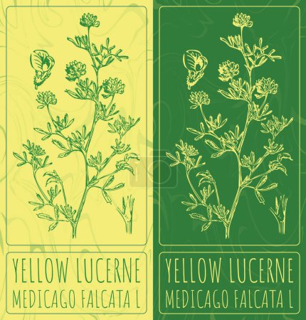 Illustration for Vector drawings YELLOW LUCERNE. Hand drawn illustration. Latin name MEDICAGO FALCATA L. - Royalty Free Image