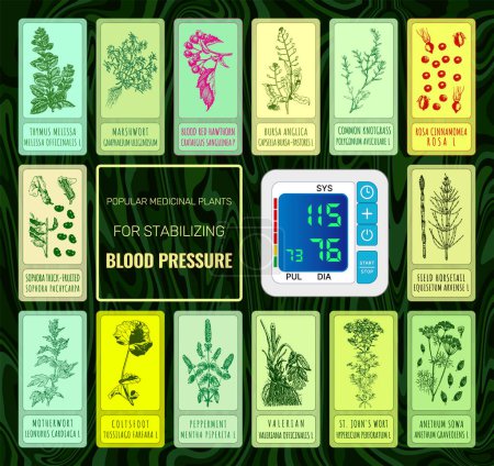 Illustration for Set of vector Hand drawn illustrations. TOP MEDICINAL HERBS FOR NORMALIZING BLOOD PRESSURE - Royalty Free Image