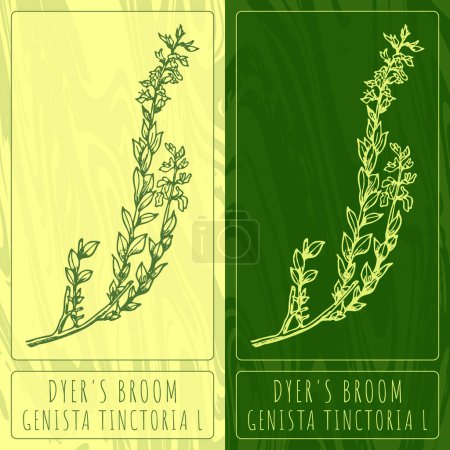 Illustration for Vector drawings DYER'S BROOM. Hand drawn illustration. Latin name GENISTA TINCTORIA L. - Royalty Free Image