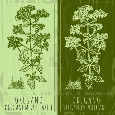 Illustration for Vector drawings OREGANO. Hand drawn illustration. Latin name ORIGANUM VULGARE L. - Royalty Free Image