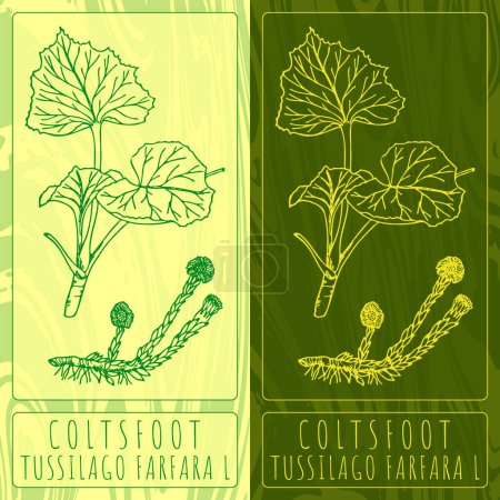 Illustration for Vector drawings COLTSFOOT. Hand drawn illustration. Latin name TUSSILAGO FARFARA L. - Royalty Free Image