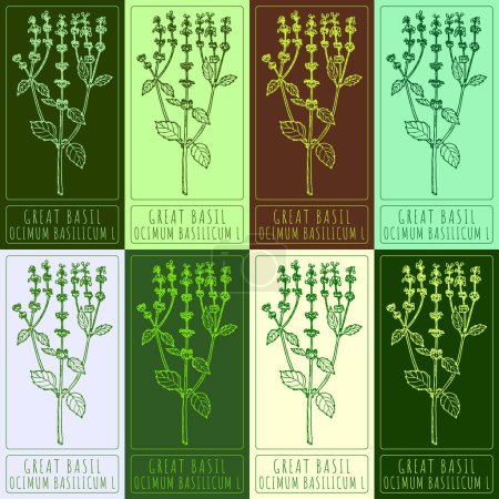Illustration for Set of vector drawings of GREAT BASIL in different colors. Hand drawn illustration. Latin name OCIMUM BASILICUM L. - Royalty Free Image