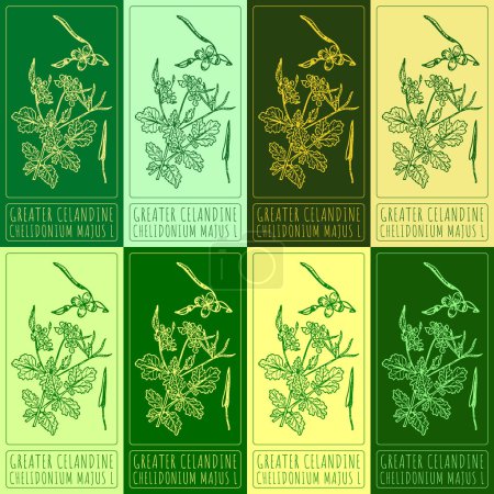 Illustration for Set of vector drawings of GREATER CELANDINE in different colors. Hand drawn illustration. Latin name CHELIDONIUM MAJUS L. - Royalty Free Image