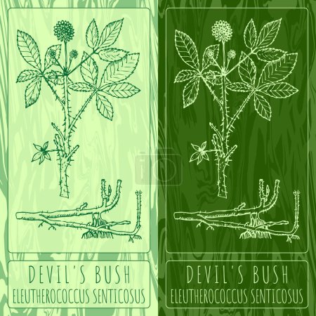 Illustration for Vector drawings DEVIL'S BUSH. Hand drawn illustration. Latin name ELEUTHEROCOCCUS SENTICOSUS . - Royalty Free Image
