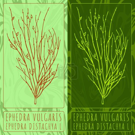 Illustration for Vector drawings EPHEDRA VULGARIS. Hand drawn illustration. Latin name EPHEDRA DISTACHYA L. - Royalty Free Image