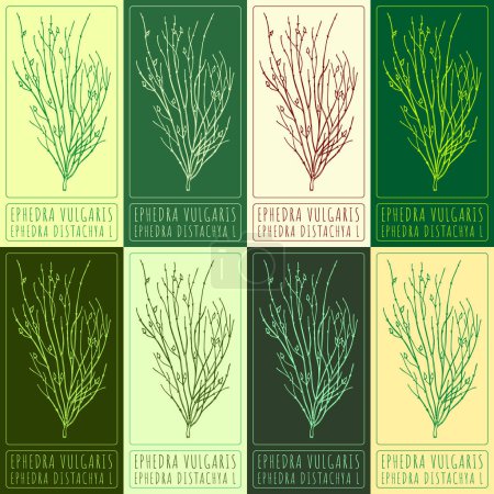 Illustration for Set of vector drawings of EPHEDRA VULGARIS in different colors. Hand drawn illustration. Latin name EPHEDRA DISTACHYA L. - Royalty Free Image