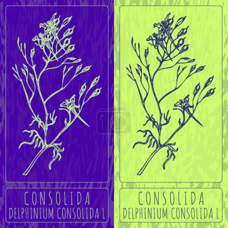 Illustration for Vector drawings CONSOLIDA. Hand drawn illustration. Latin name DELPHINIUM CONSOLIDA L. - Royalty Free Image