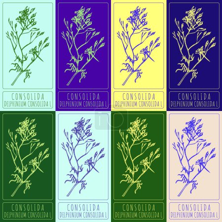 Illustration for Set of vector drawings of CONSOLIDA in different colors. Hand drawn illustration. Latin name DELPHINIUM CONSOLIDA L. - Royalty Free Image