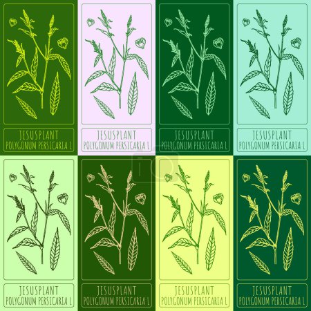 Illustration for Set of vector drawings of JESUSPLANT in different colors. Hand drawn illustration. Latin name POLYGONUM PERSICARIA L. - Royalty Free Image