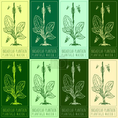 Illustration for Set of vector drawings of BROADLEAF PLANTAIN in different colors. Hand drawn illustration. Latin name PLANTAGO MAJOR L. - Royalty Free Image