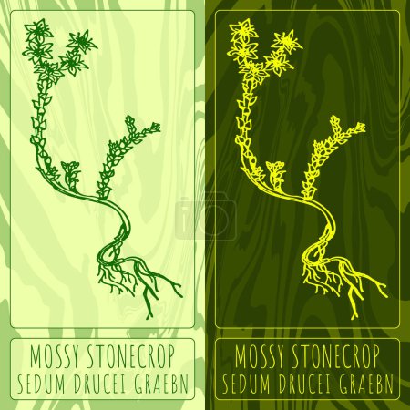 Illustration for Set of vector drawings of GOLDMOSS STONECROP in different colors. Hand drawn illustration. Latin name SEDUM ACRE L. - Royalty Free Image