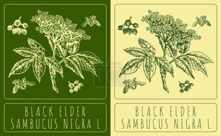 Illustration for Vector drawings BLACK ELDER. Hand drawn illustration. Latin name SAMBUCUS NIGRA L. - Royalty Free Image