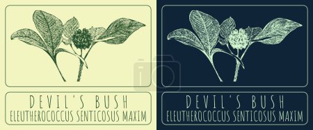 Illustration for Vector drawings DEVIL'S BUSH. Hand drawn illustration. Latin name ELEUTHEROCOCCUS SENTICOSUS MAXIM. - Royalty Free Image