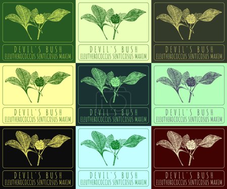 Illustration for Set of vector drawings of DEVIL'S BUSH in different colors. Hand drawn illustration. Latin name ELEUTHEROCOCCUS SENTICOSUS MAXIM. - Royalty Free Image