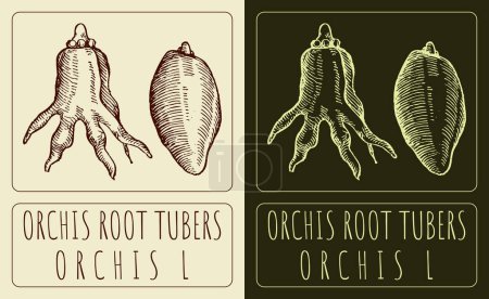 Dessins vectoriels ORCHIS ROOT TUBERS. Illustration dessinée à la main. Nom latin ORCHIS L.