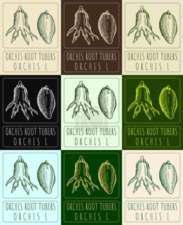 Set of vector drawings of ORCHIS ROOT TUBERS in different colors. Hand drawn illustration. Latin name ORCHIS L.