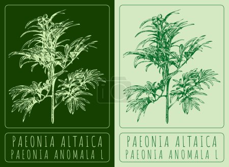 Vektorzeichnungen PAEONIA ALTAIKA. Handgezeichnete Illustration. Lateinischer Name PAEONIA ANOMALA L.