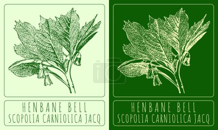 Vektorzeichnungen HENBANE BELL. Handgezeichnete Illustration. Lateinischer Name SCOPOLIA CARNIOLICA JACQ.