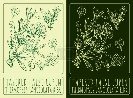 Vektorzeichnungen TAPERED FALSE LUPIN. Handgezeichnete Illustration. Lateinischer Name THERMOPSIS LANCEOLATA.