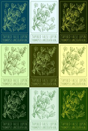 Set of vector drawings of TAPERED FALSE LUPIN in different colors. Hand drawn illustration. Latin name THERMOPSIS LANCEOLATA.