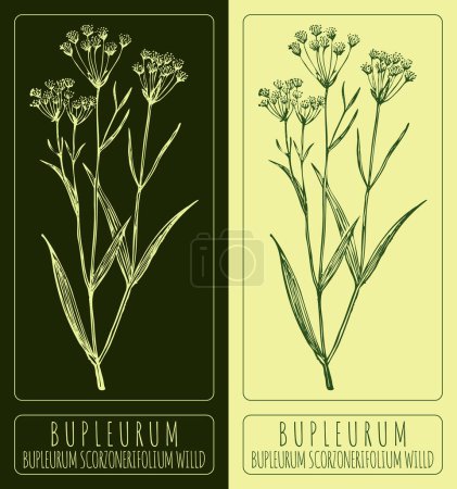Vektorzeichnung Bupleurum. Handgezeichnete Illustration. Der lateinische Name ist Bupleurum scorzonerifolium.