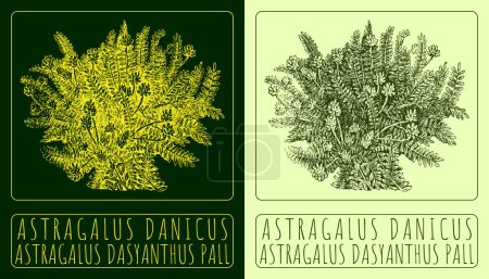 Vector drawing ASTRAGALUS DANICUS. Hand drawn illustration. The Latin name is ASTRAGALUS DASYANTHUS PALL.