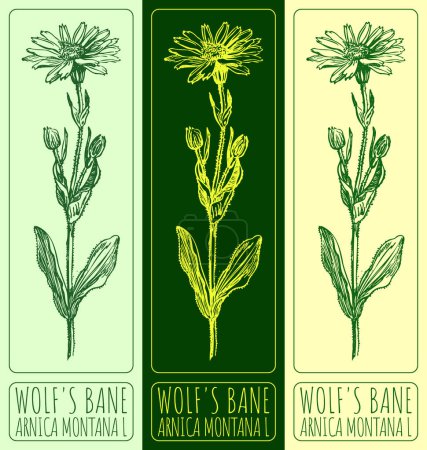 Vector drawing WOLF'S BANE. Hand drawn illustration. The Latin name is ARNICA MONTANA L.