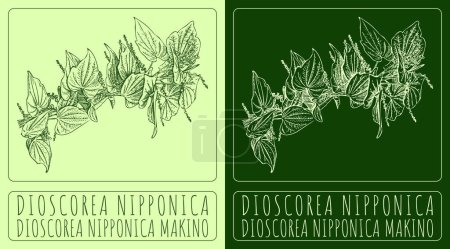 Vektorzeichnung DIOSCOREA NIPPONICA. Handgezeichnete Illustration. Der lateinische Name ist DIOSCOREA NIPPONICA MAKINO.