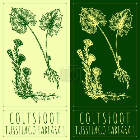 Vektorzeichnung COLTSFOOT. Handgezeichnete Illustration. Der lateinische Name ist TUSSILAGO FARFARA L.